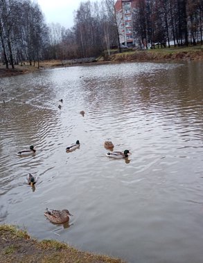 В Кировской области начался сезон охоты на пернатую дичь