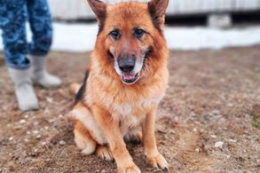 В Кировской области собакам-пенсионерам ищут новых хозяев