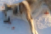 Дело депутата из Кировской области, который расстрелял собак, передано в суд
